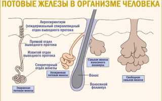 Причины появления и лечение гипергидроза у детей